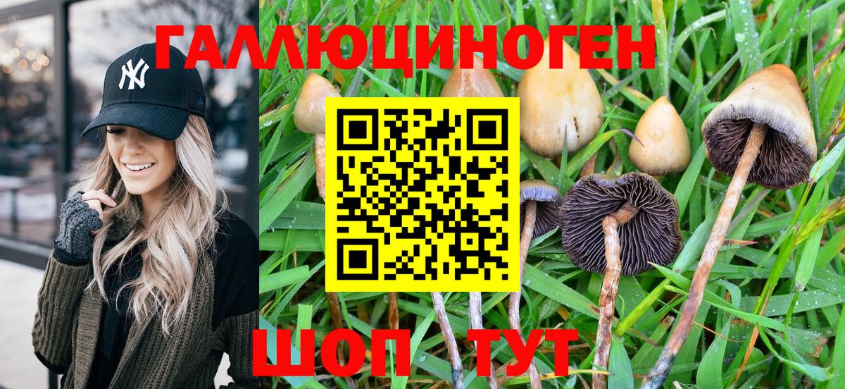 Галлюциногенные грибы Psilocybine cubensis Бердск